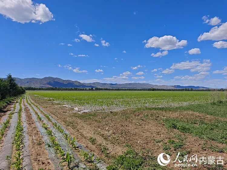 岱海周边农田“水改旱”，覆上地膜，使用节水技术种植。人民网记者 刘艺琳摄