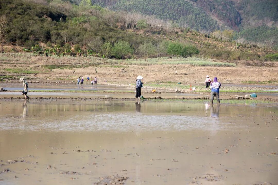 田林春耕正当时水稻插秧忙
