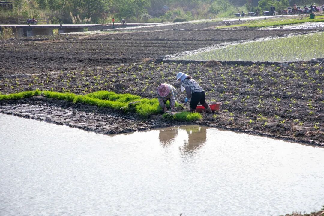 田林春耕正当时水稻插秧忙