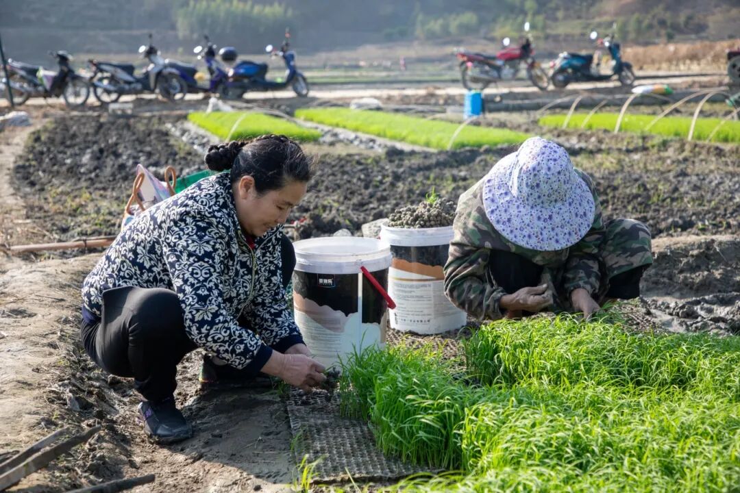 田林春耕正当时水稻插秧忙