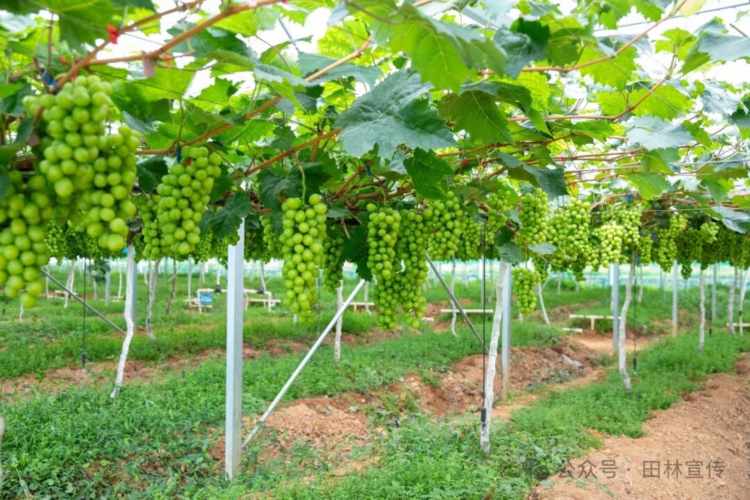 "粽"享爱善 乡村文旅带你感受浓情端午 - 部门动态 - 广西百色田林县