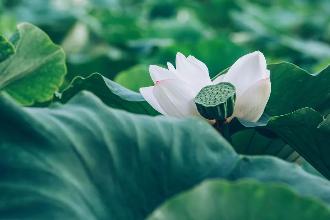 刘诗诗 雨打荷花