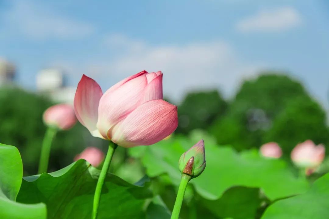 刘诗诗 雨打荷花