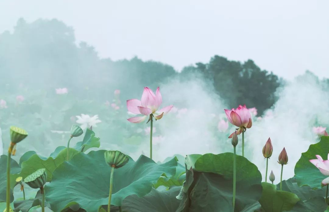 刘诗诗 雨打荷花