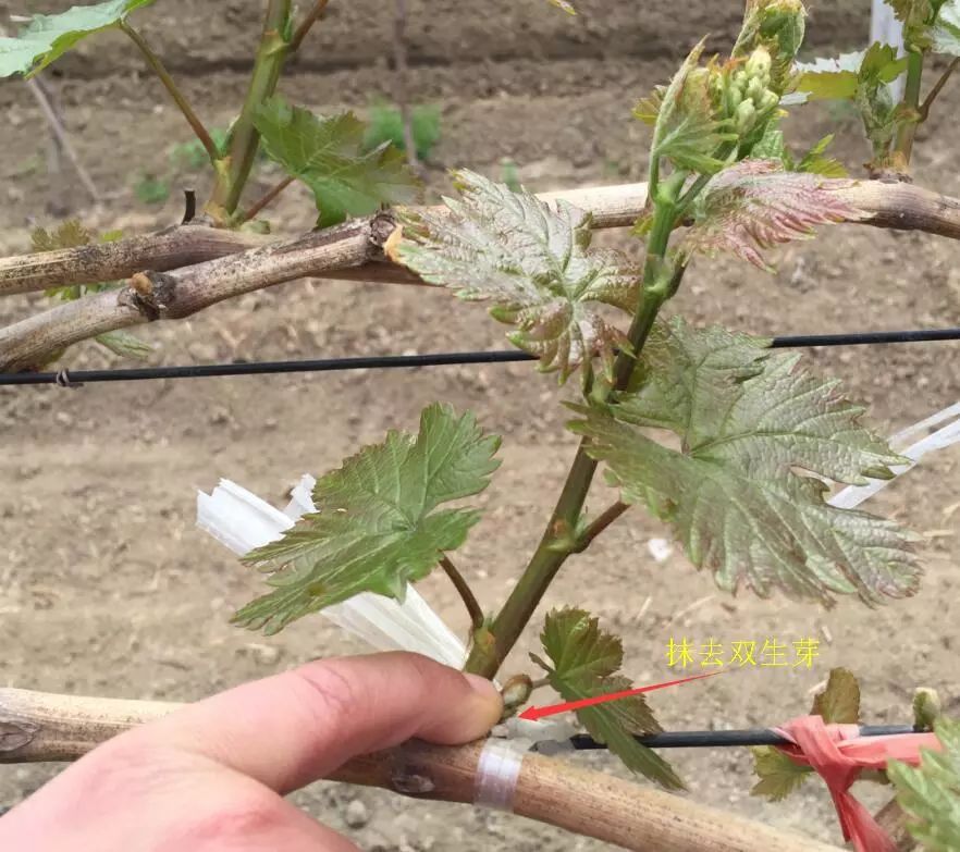 4月份葡萄管理關鍵期！做好幾點保證葡萄豐產穩產