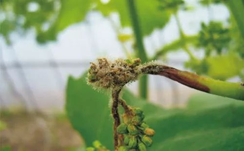 4月份葡萄管理關鍵期！做好幾點保證葡萄豐產穩產