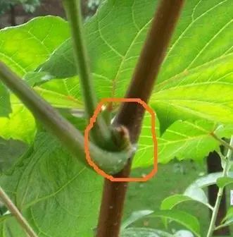 4月份葡萄管理關鍵期！做好幾點保證葡萄豐產穩產