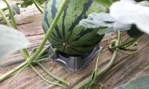 上市在即，4 5月份西瓜管理重點
