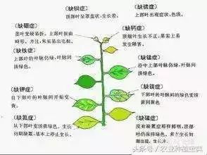 常見十大施肥技術誤區，你知道嗎