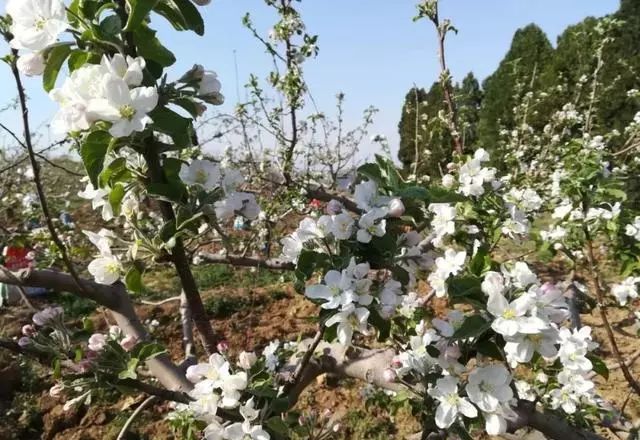 果樹能不能長成好果，就看花后咋管，4月果園管理好影響全年收成
