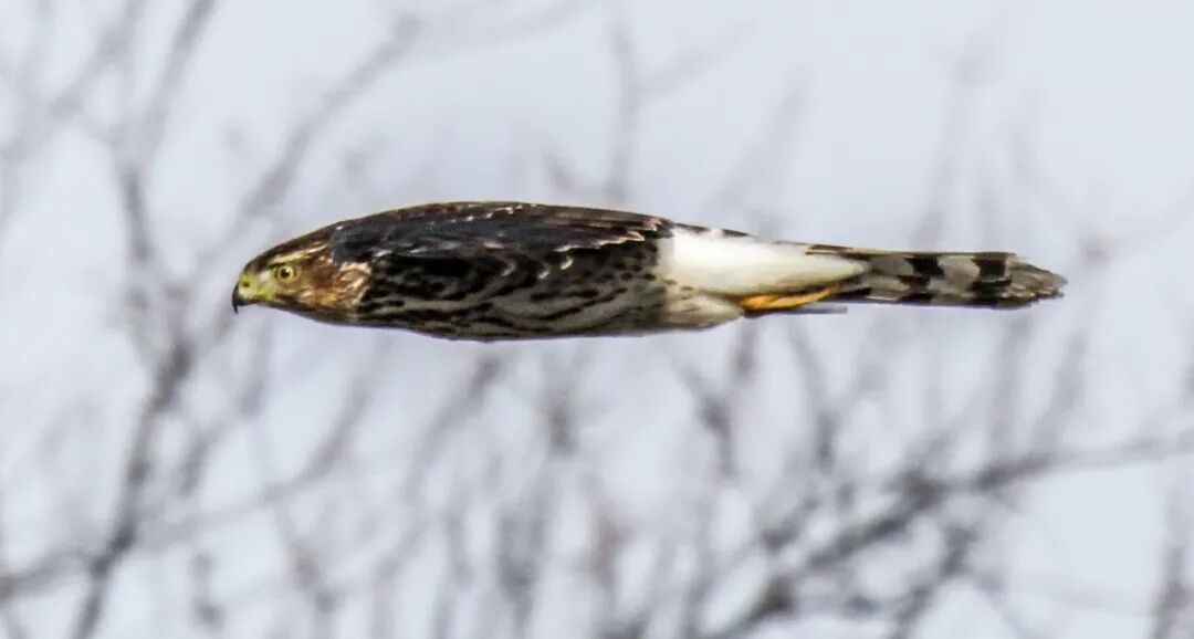 流体对物体的阻力的图5