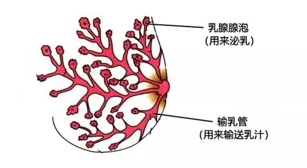 斷奶要排殘奶？母乳6個月就沒營養？這10個謠言，1個都不能信！ 親子 第13張