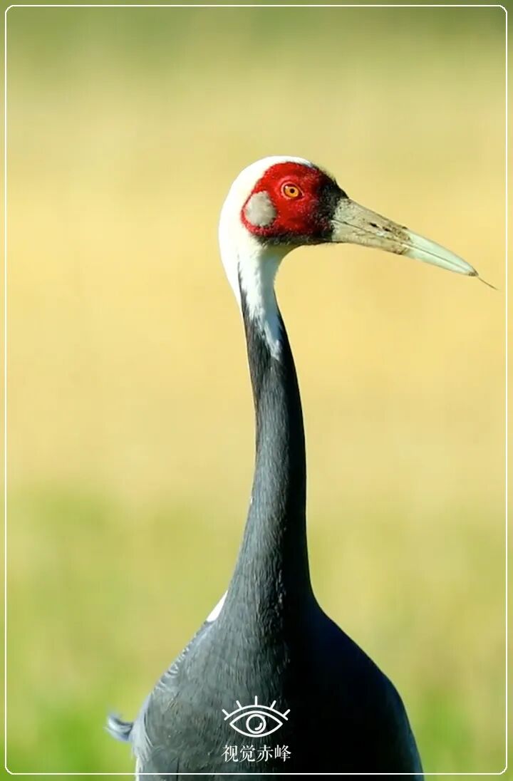 风中精灵白枕鹤