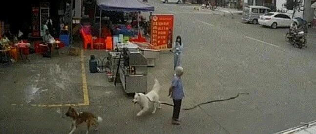 官方通报老人被狗绳绊倒身亡：系意外！更多细节来了