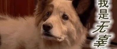 刑拘！沈阳大姐遛狗不拴绳，还咬伤民警（人咬的）！