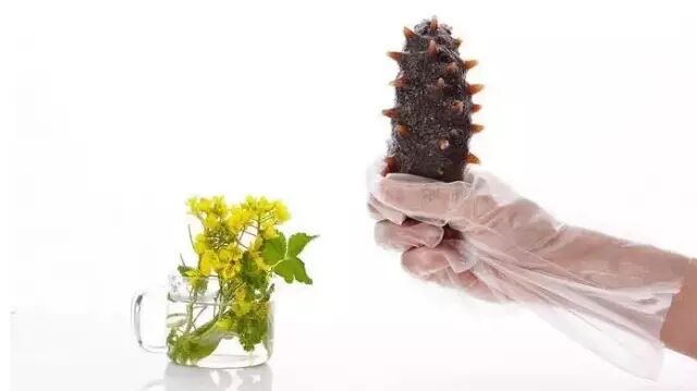 各种海参美食，吃出不一样的健康