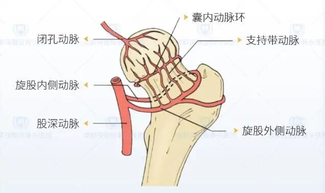 「内外」兼顾,才能真正恢复股骨头"正常供血"!