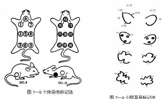 图文并茂,教你给实验老鼠做标记编号