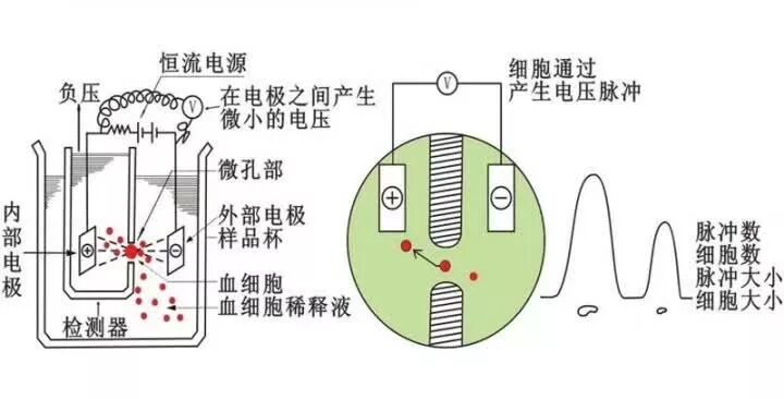 rbc直方图怎么看【小结】常见血细胞分析仪的检测原理与直方图／散点图_https://www.jmylbn.com_新闻资讯_第2张