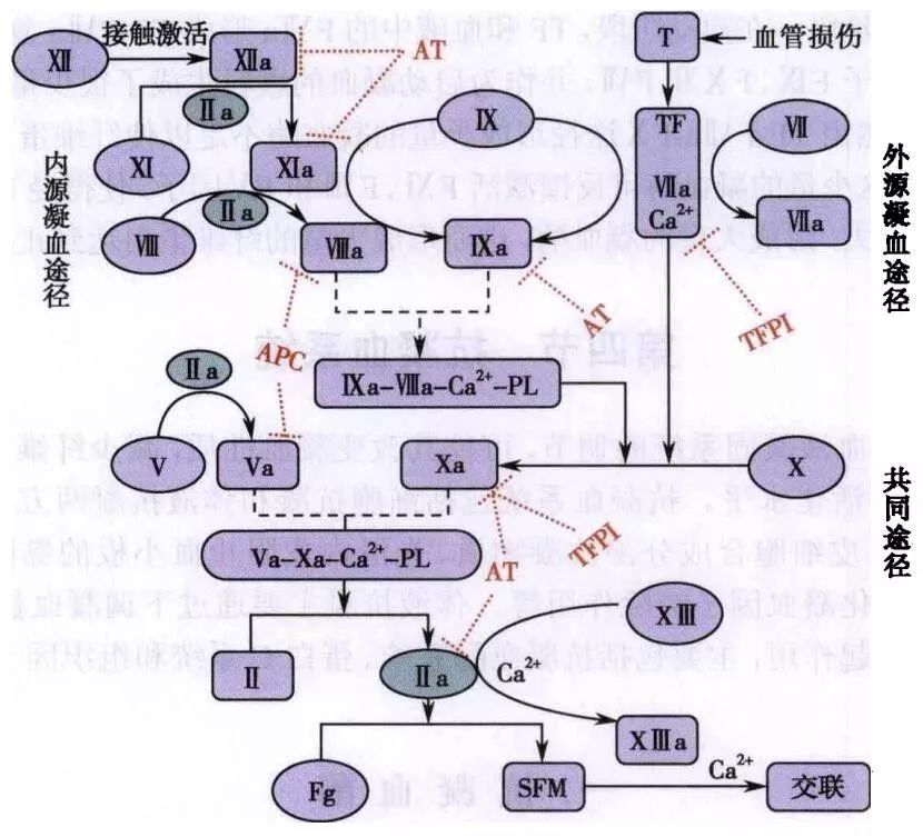 临床血液学检验 理论 血栓 止血期末复习 Ujs医学检验毕业生 微信公众号文章阅读 Wemp