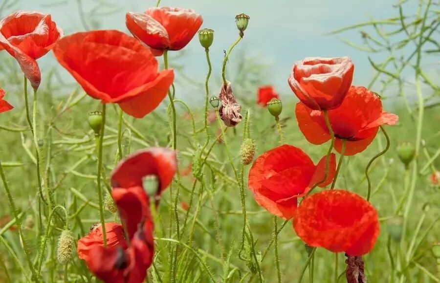 五脏各有“火”，祛火方法大不同！|养生知识-南阳宛艾产业协会