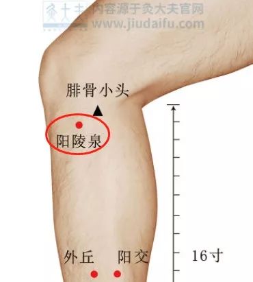 阳陵泉.png 图片