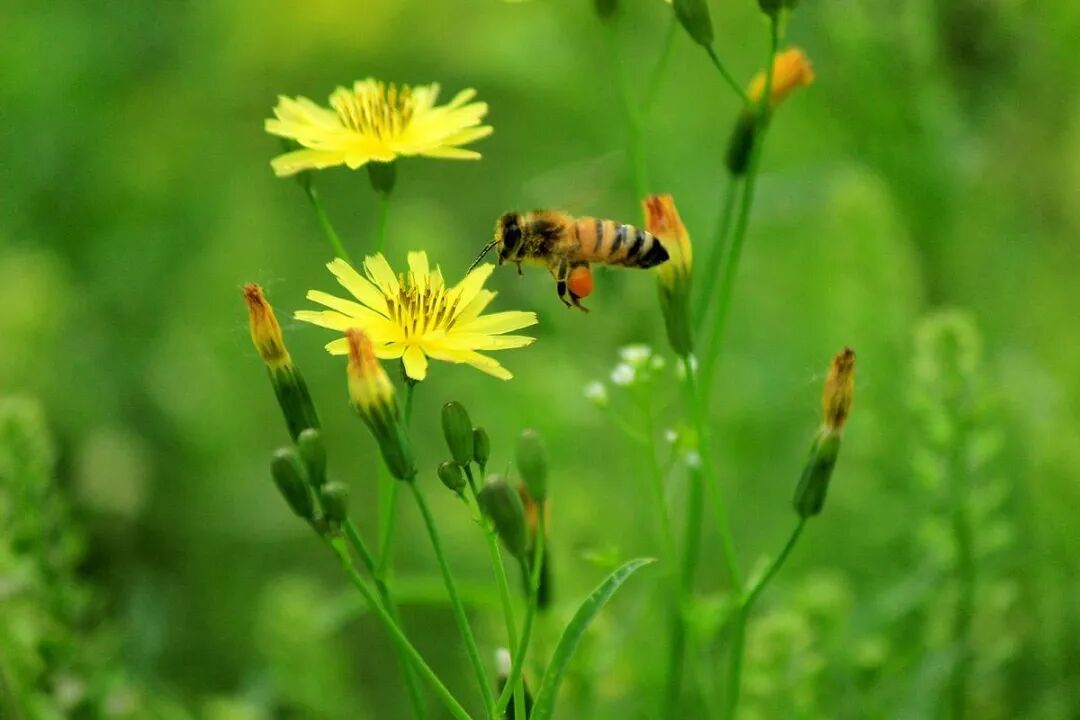 春三月，经络最易堵！按这一个穴位，畅通全身之气！