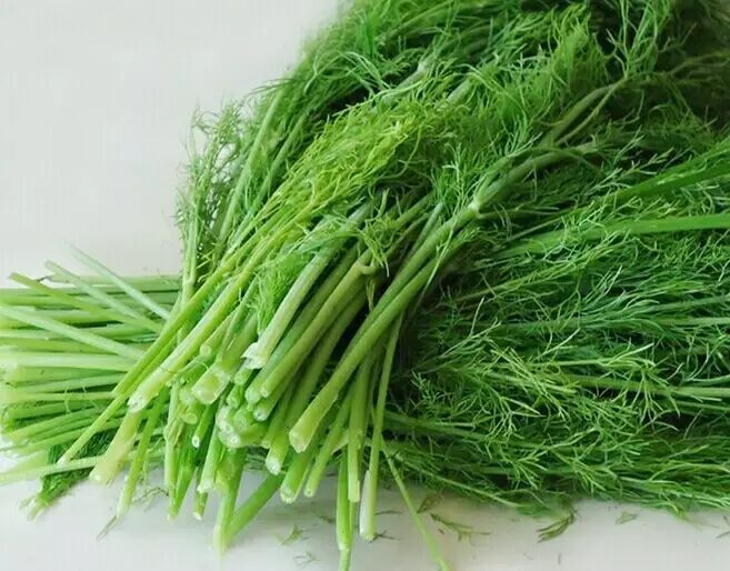 你可知小茴香也是一味中药