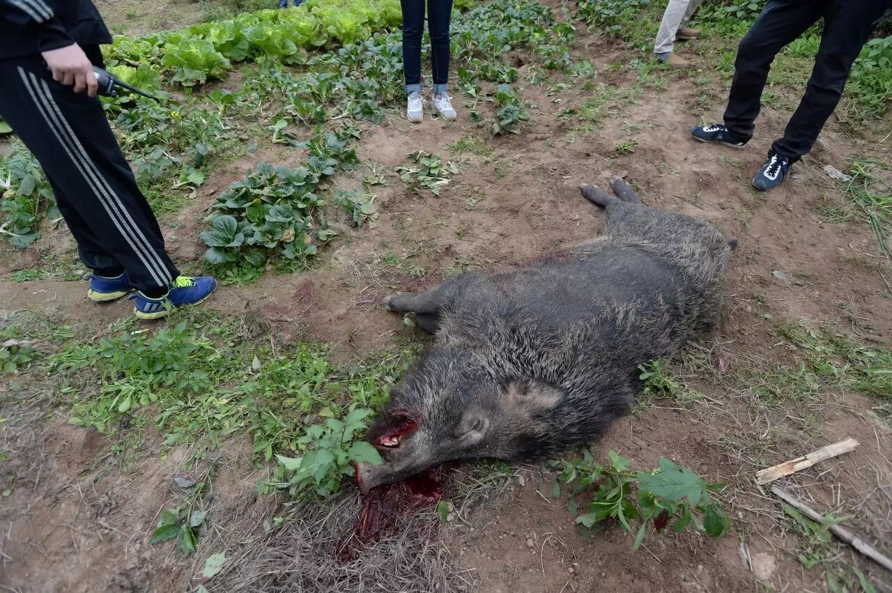 野猪闯进小区咬伤两名老人被击毙(组图)