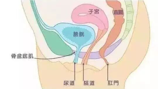 妊娠、分娩为什么会损伤盆底肌？