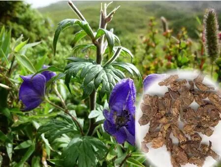 草乌头主要产于浙江,辽宁,江苏等地,具有祛风除湿,散寒止痛等功效.