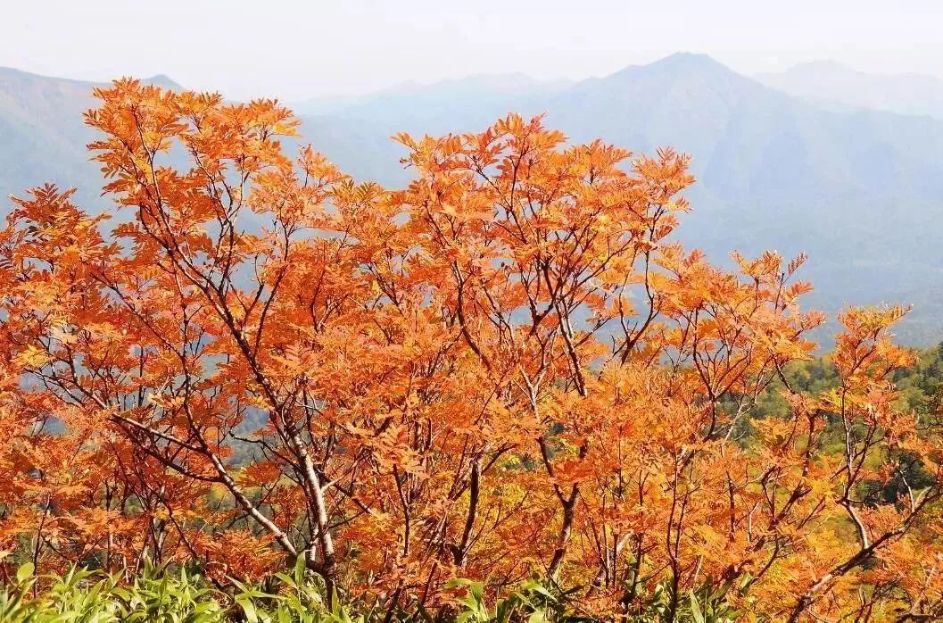 提醒 日本限定色 楓葉紅 即將來襲 你準備好了嗎 Shesay