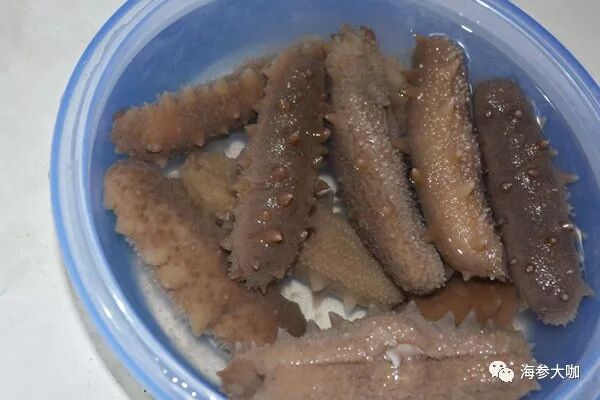 海参出现了这几种情况，是你发泡过程出了错！