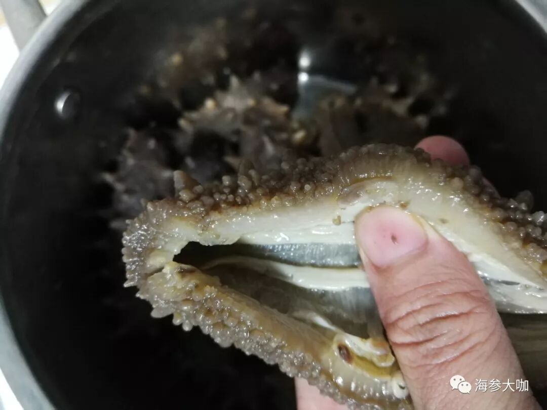 海参出现了这几种情况，是你发泡过程出了错！