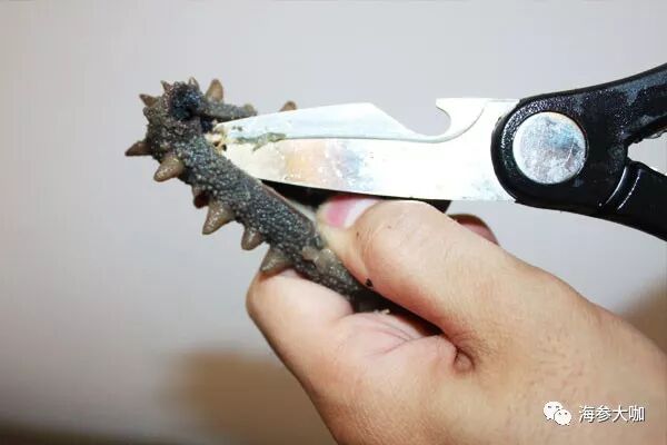 海参出现了这几种情况，是你发泡过程出了错！