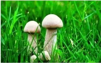 真菌多糖——药食同源，健康首选