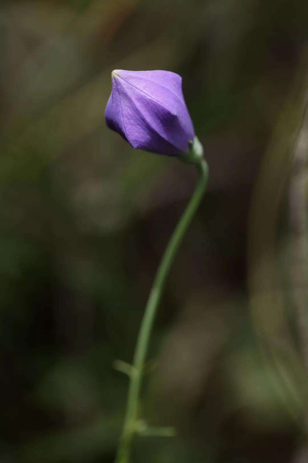 为了 传宗接代 也是拼了 来看一朵桔梗的殚精竭虑 厦门市市政园林局 微信公众号文章阅读 Wemp
