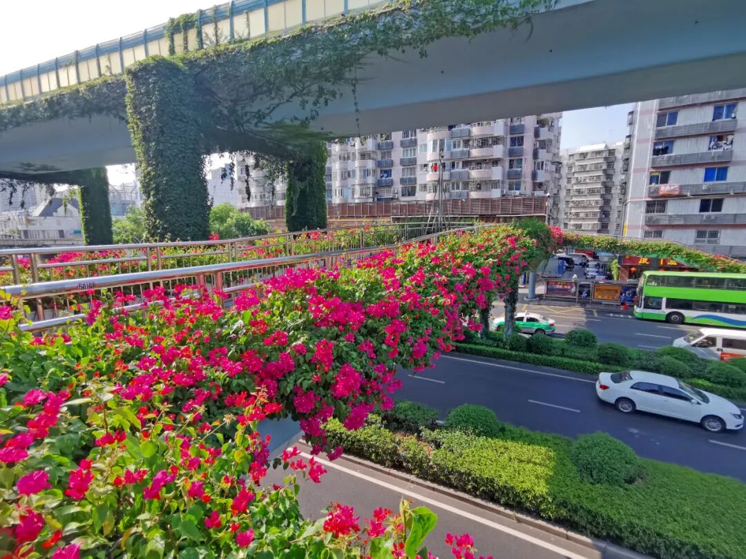 仙岳路,湖滨西路等邮轮中心前立交桥(陈理杰 摄)东渡厦成线高架桥