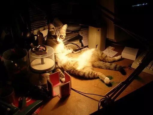 朱天心：我的街猫朋友u2014u2014公猫们- 文学作品 微信公众号文章阅读- WeMP