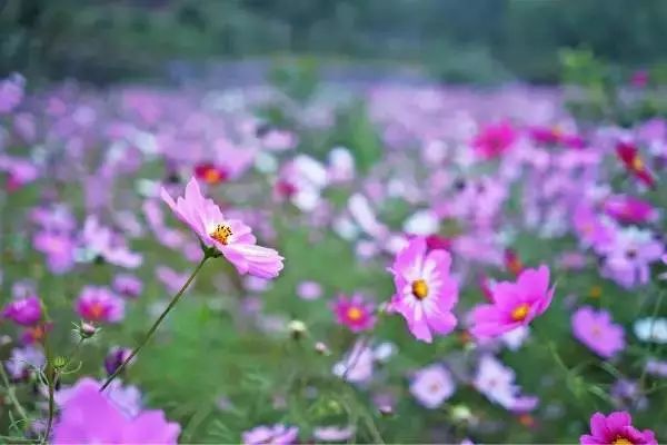 8月31日 清水花谷 大山深处的一片花海 灵水举人村 休闲一日游 你我同行户外摄影俱乐部 微信公众号文章阅读 Wemp