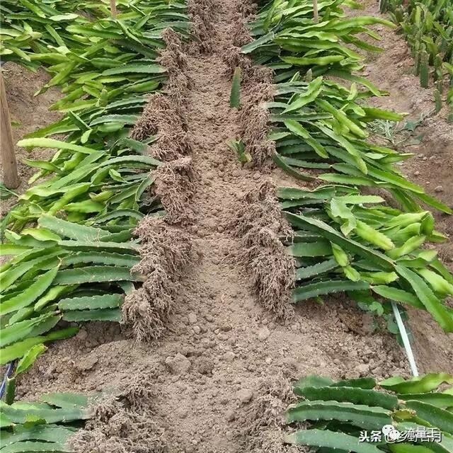 火龙果的种植技术介绍