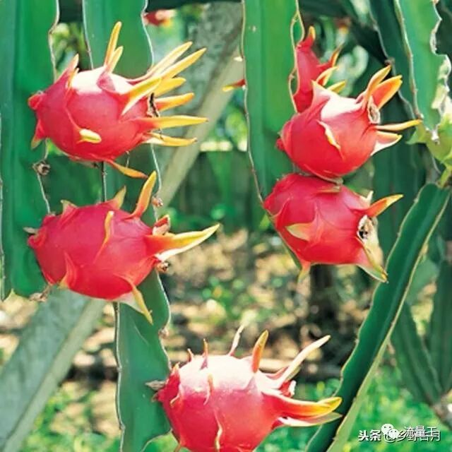 火龙果的种植技术介绍