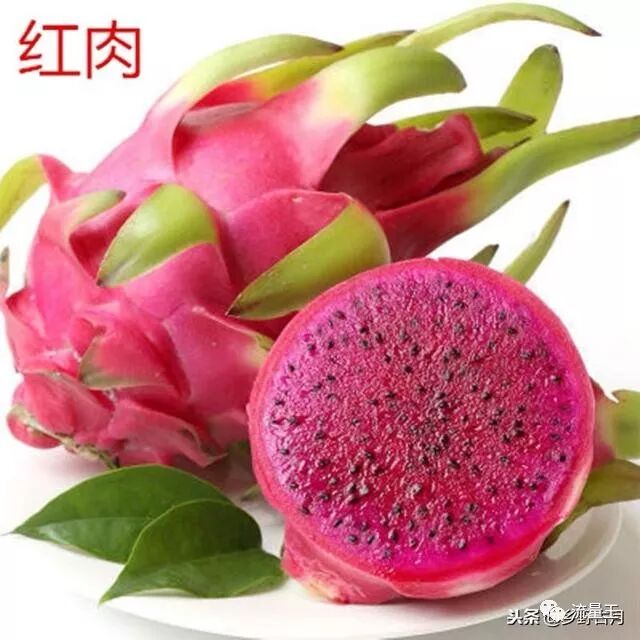 火龙果的种植技术介绍