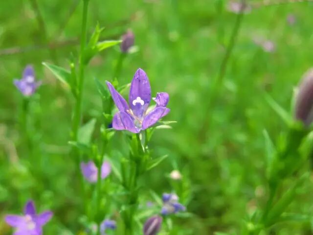 80種 農村的野花野草 還記得它們的名字嗎 私家庭院 微文庫