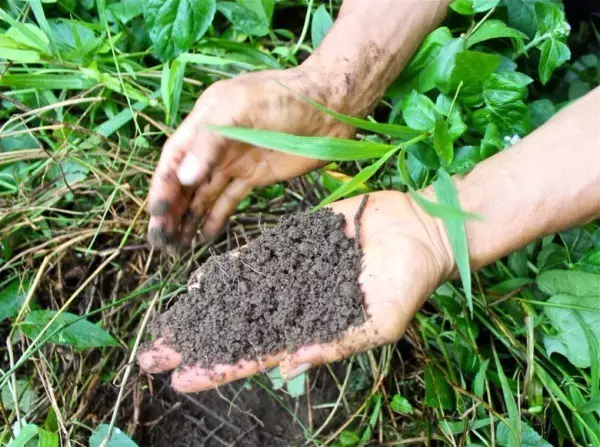 苗圃12年没除草,结果你肯定想不到······