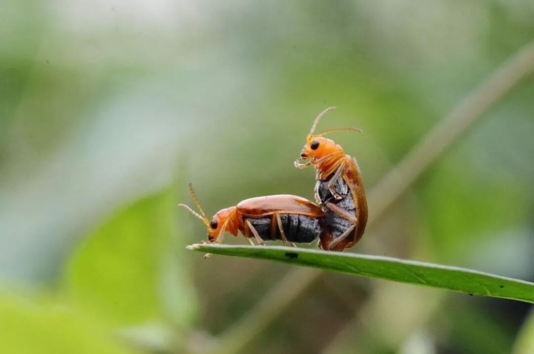 技术 累死公的 气死母的 这种灭虫方法绝了 锄禾网