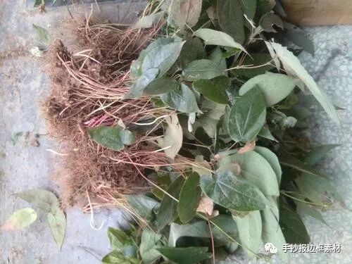 巫山淫羊藿的功效与作用禁忌巫山淫羊藿的营养价值及正确吃法巫山淫羊藿不能和什么一起吃