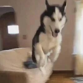 觉得孤单就养了只哈士奇，结果每天都过着这种生活，哭笑不得…