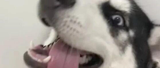 哈士奇拆家把77岁奶奶气到住院，网友在线支招：快起锅烧油！