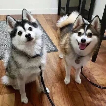 哈士奇和博美生下的宝宝，简直就是盛世美颜，可爱爆了！